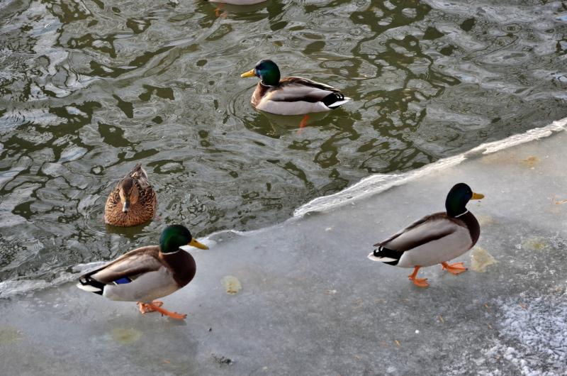 В Москве подсчитают оставшихся на зимовку водоплавающих птиц. Фото: архив